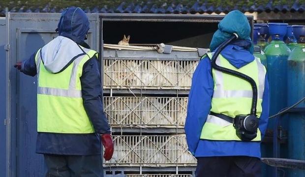 Dünyayı korkutan salgın yayılıyor! 100 binden fazlası itlaf edildi