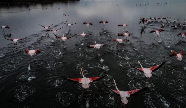 Flamingoların yuvası kuş cenneti Hersek Lagünü