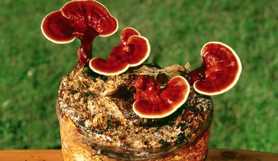 Reishi Mantarinin Faydalari Nelerdir Reishi Mantari Nasil Tuketilir Saglik Haberleri
