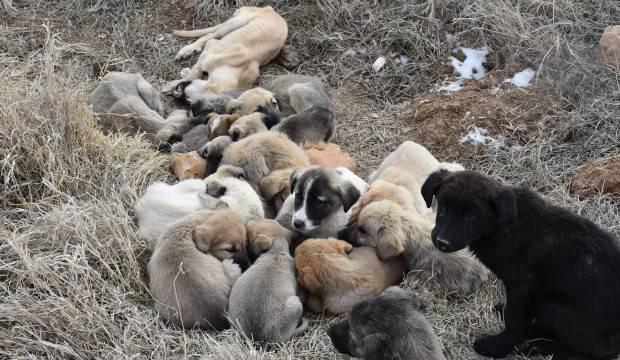 Yavru köpekler soğukta ölüme terk edildi