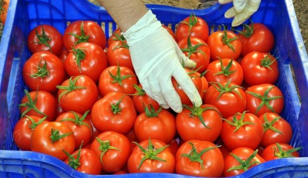 Rusya, Türkiye'den domates ithalatını artırıyor