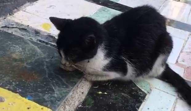 Adana'da kaldırıma yapıştırılmış kedi bulundu