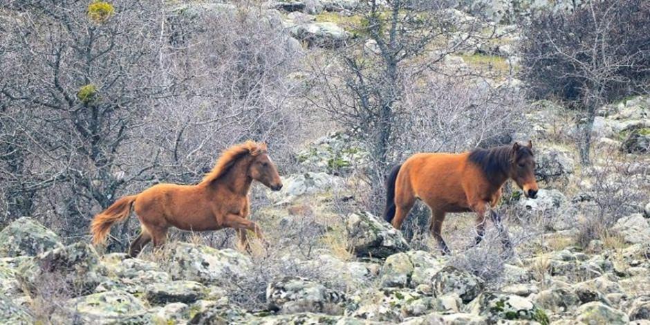 Murat Dağı'nın yılkı atları