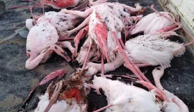 Görenler şaştı kaldı! 12 flamingo ölü bulundu