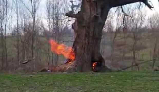 400 yıllık tarihi çınar ağacını yaktılar
