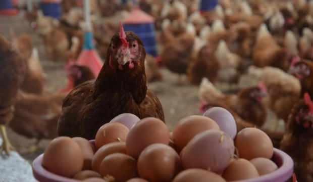 Kümes hayvancılığı üretimi verileri açıklandı