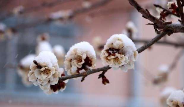 Çiçek açan meyve ağaçlarında kar güzelliği
