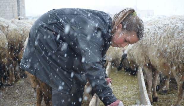 Kardelen, korona virüs tatilinde çobanlık yapıyor