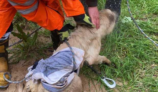 Mahsur kalan 2 köpek ve 3 kedi günler sonra kurtarıldı