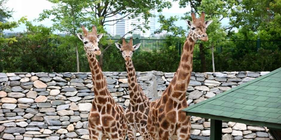 Bursa Hayvanat Bahçesi online ziyarete açıldı