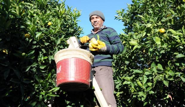 Koronavirüs limon fiyatlarını da fırlattı