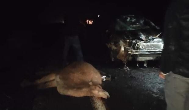 Şanlıurfa'da otomobil deve sürüsünün arasına daldı