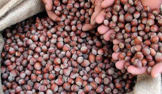 Fiyatı 26 liraya kadar çıktı