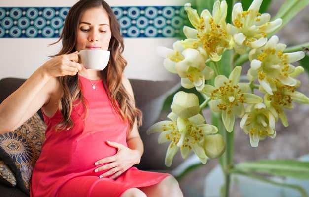 Hamilelikte ıhlamur çayı içilir mi? Hamilelikte bitki çayı