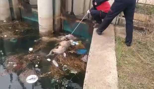 Kanaldaki köpek boğulan arkadaşını kurtarmaya çalıştı