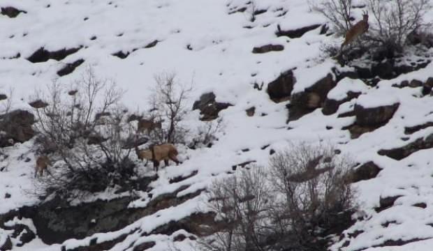 Sümbül Dağı eteklerine inen dağ keçilerini izlediler