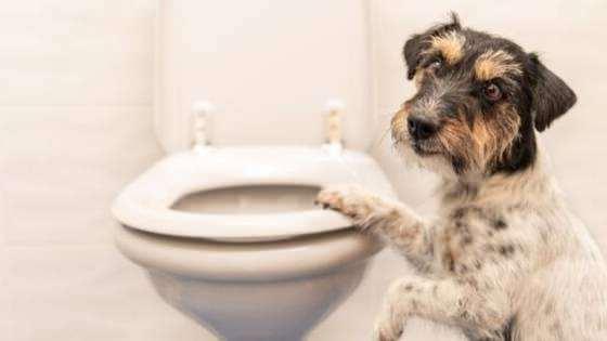 Köpeklerin tuvalet alışkanlığı nasıl kazandırılır