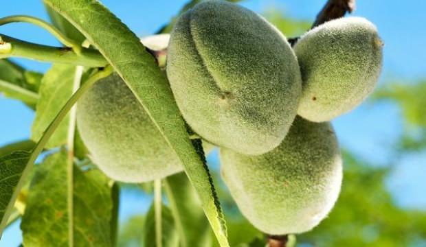 Çağlanın faydaları nelerdir? Yılda sadece 20 olan çağla hangi hastalıklara iyi gelir?