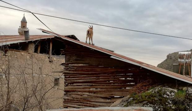 Vatandaşlar evde kalınca yaban keçileri çatılara kadar çıktı