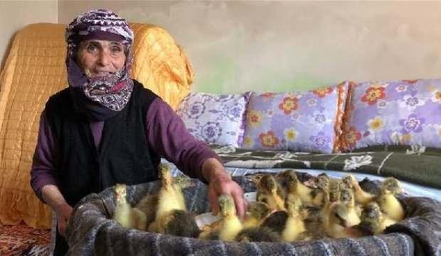 Hediye nine, kaz ve hindi yavrularını odada büyütüyor