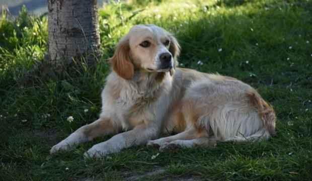 K&ouml;pek, tedavi g&ouml;ren sahibini hastanenin bah&ccedil;esinde bekliyor