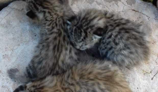 Diyarbakır’da yaban kedisi yavruları görüldü