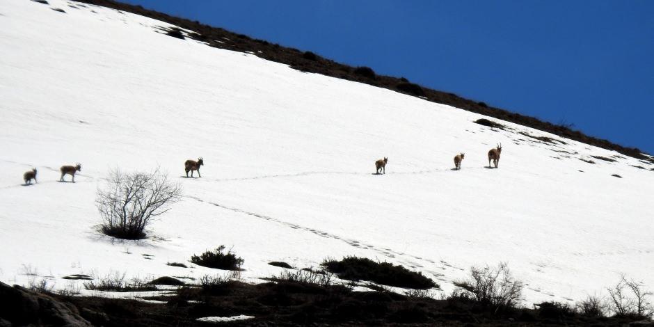 Koruma altındaki çengel boynuzlu dağ keçileri Munzur Dağı'nda görüntülendi