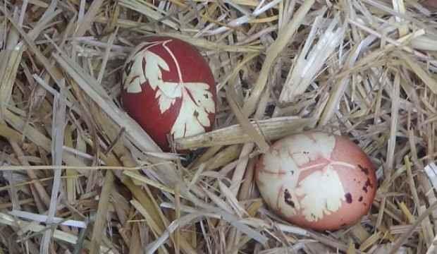 Çanakkale'de şaşırtan olay! Yumurtayı görünce inanamadı
