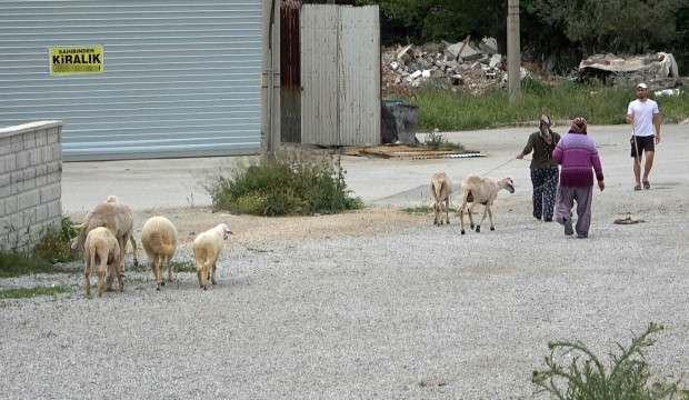 Firar eden koyunları polis yakaladı