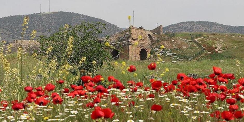 Hiyerapolis Antik Kenti gelincik çiçekleriyle bezendi