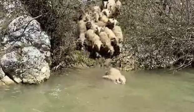 Koyunlar hastalıklara karşı derede yıkanıyor 