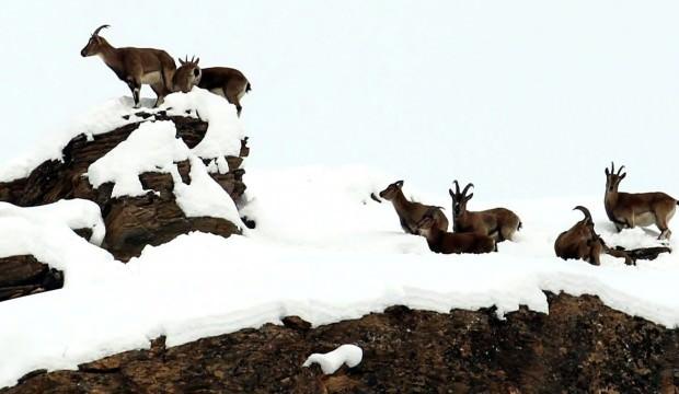Terörden temizlenen Munzur Dağlarında hayvanlar görüntülendi