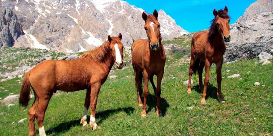 Tunceli'nin atları bahar yayılması yapıyor
