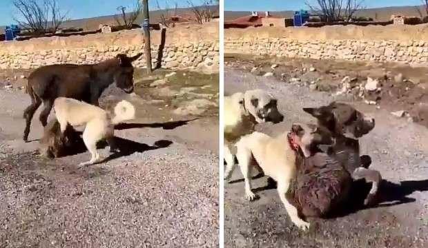Kangal köpeklerini sıpaya saldırtan cani serbest kaldı