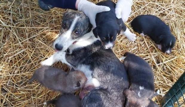 Annesiz kalan 6 yavru çakalı, önce ceylan sonra köpek emzirdi