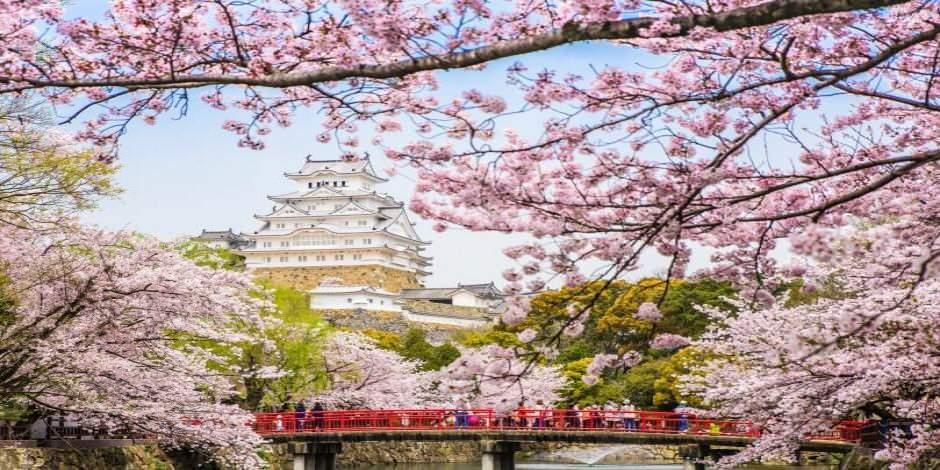 Japonya'da yeniden doğuş: Kiraz çiçeği sakura zamanı
