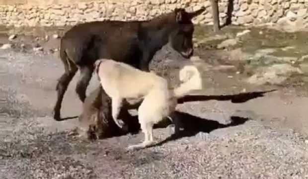 Kangal köpekler saldırtılan sıpadan acı haber!