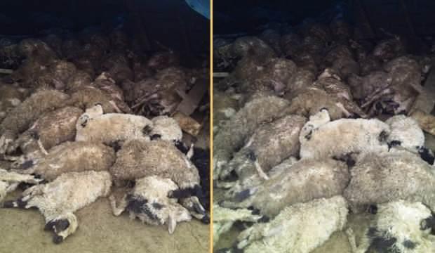 Köye inen kurtlar tam 120 koyunu öldürdü