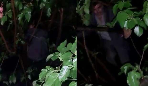 Kumar baskınında yakalanmamak için ağaca çıktı