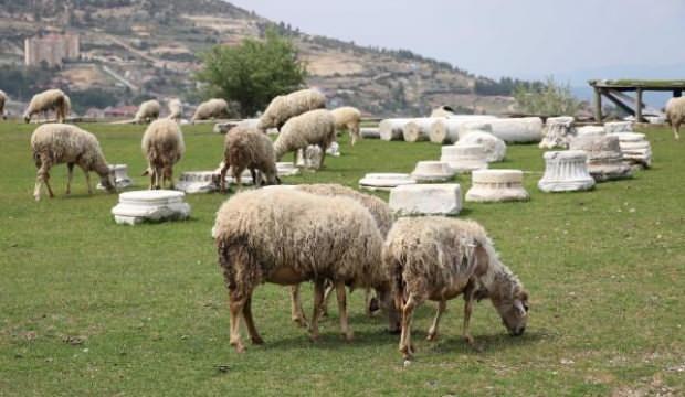 Antik kenti koyun sürüsü bastı!
