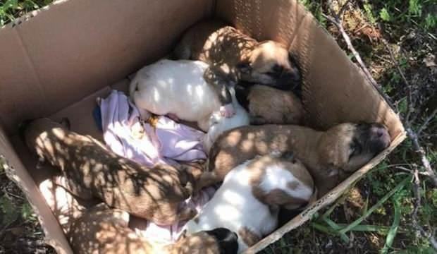 7 yavrusu bulunan anne köpek tüfekle vurularak öldürüldü