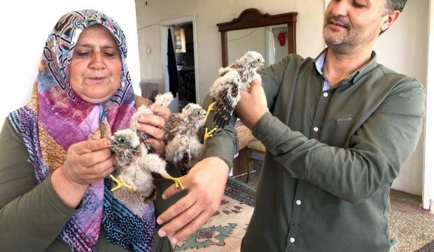 Ağaçtan düşen yavru kartalları etle beslediler