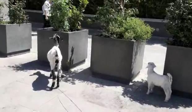 İstanbul'da şaşırtan görüntü! Plazaların arasında keçi ve kuzusunu otlattı