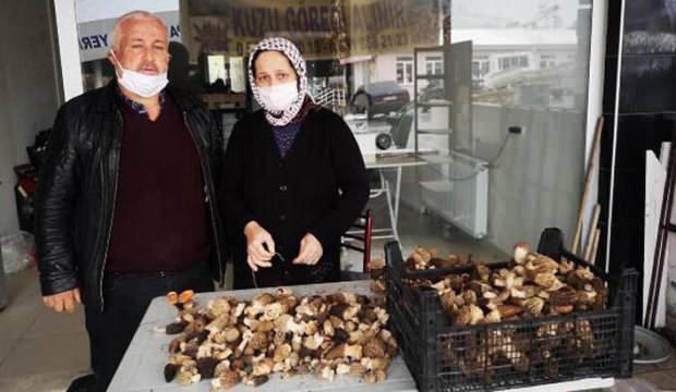 Kurutulmuş kuzugöbeği mantarı 800 liraya satılıyor
