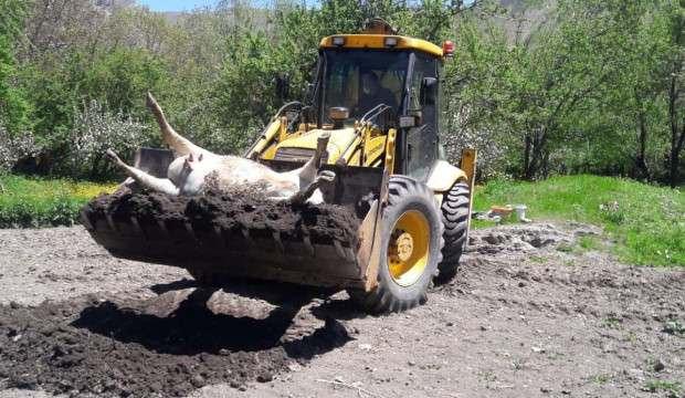 Şüpheli bir şekilde ölen inek ilaçlanarak gömüldü