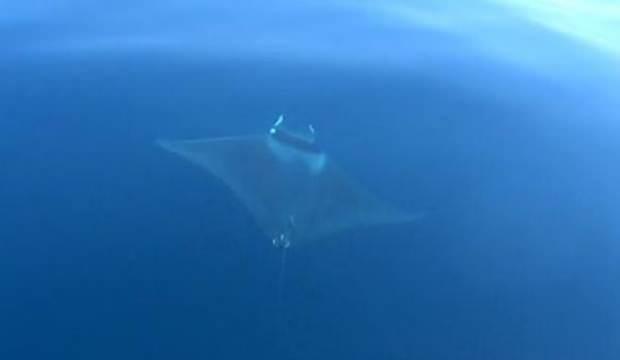 Çanakkale'de 2 metrelik 'Deniz Şeytanı' görüntülendi