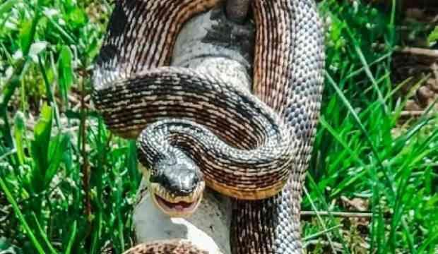 Köylüleri korkutan 3 metrelik dev yılan!