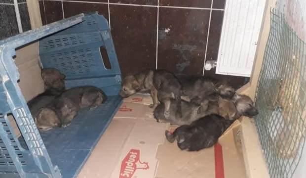 Iğdır’da bulunan 7 yavru kurt koruma altına alındı
