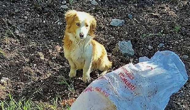 Agzi Baglanan Kopek Cuval Icinde Olume Terk Edildi Guncel Haberleri