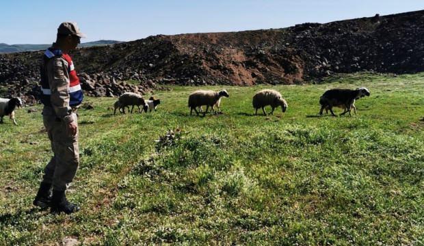 Kayıp koyunlar 9 saat sonra bulundu